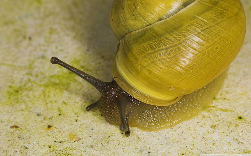 yellow snail-snail album, HD wallpaper