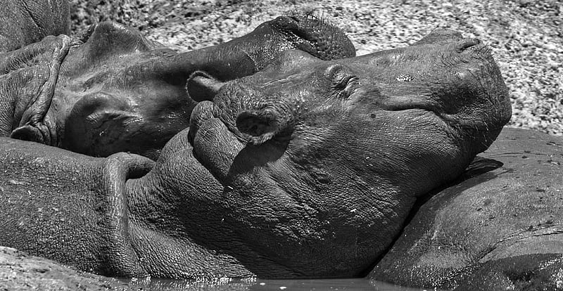 Animal, Hippo, Africa, Black & White, Kenya, Maasai Mara National Reserve, Sleeping, Wildlife, HD wallpaper