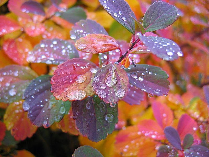 colorful leaf, dew, colorful, drops, leaf, HD wallpaper