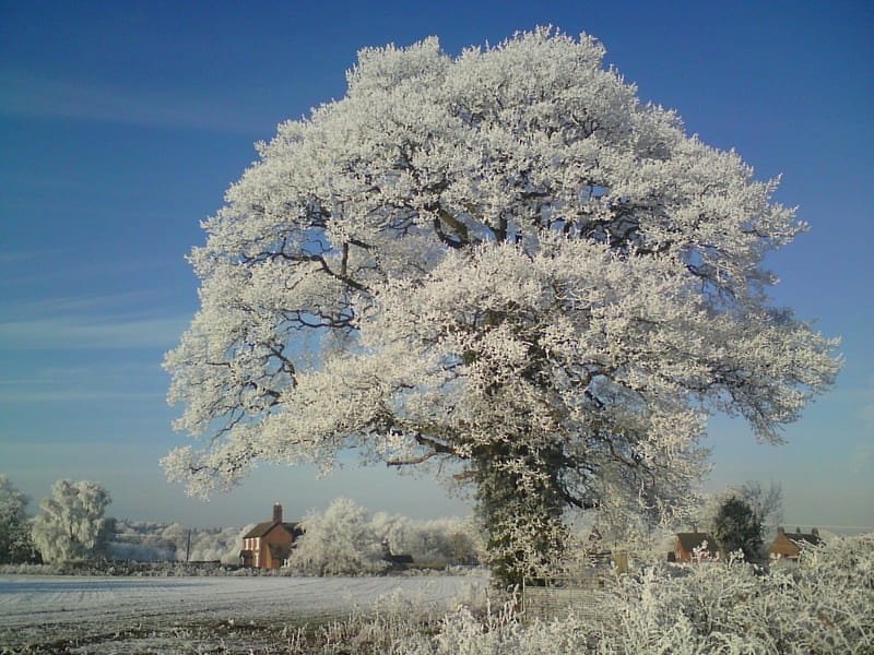 The Winter Tree, tree, snow, shropshire, sky, winter, HD wallpaper