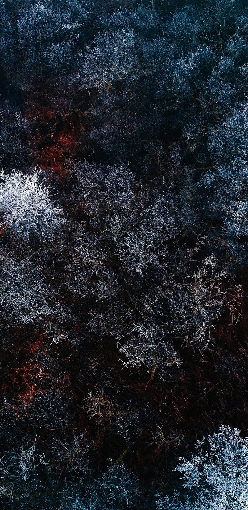 Forest, abstract, apple, galaxy, hippie, iphone, nebula, snow, space, trees, HD phone wallpaper