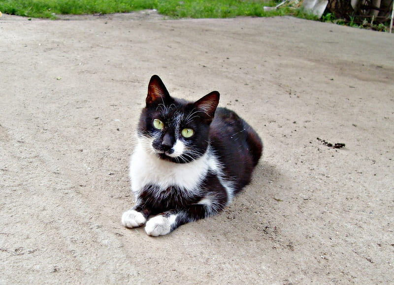 black and white cat, black, white, cat, tuxedo cat, HD wallpaper