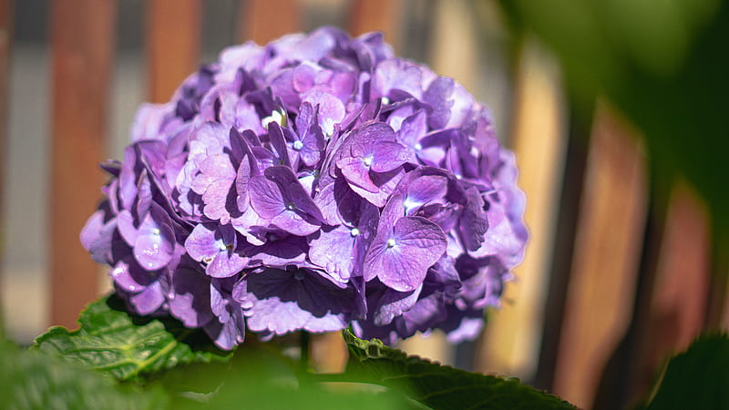 purple flower on green plant pot, HD wallpaper