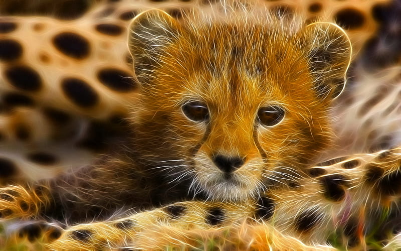 baby cheetahs in the wild