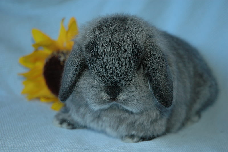 Fuzzy Wuzzy, cute, bunny, tiny, dwarf, HD wallpaper