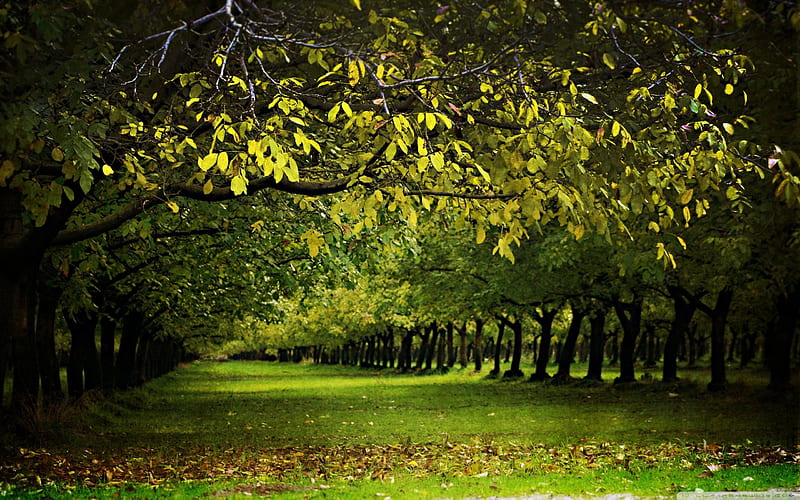 a walnut orchard in the fall-Autumn Landscape, HD wallpaper