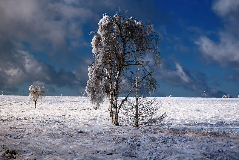 Snow Outdoor Tree , nature, snow, trees, HD wallpaper