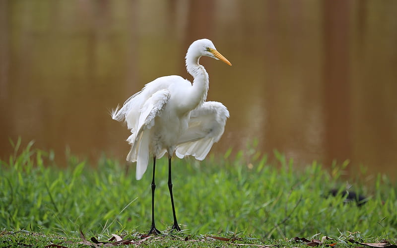 White Egret, grass, bird, egret, heron, white, animal, HD wallpaper