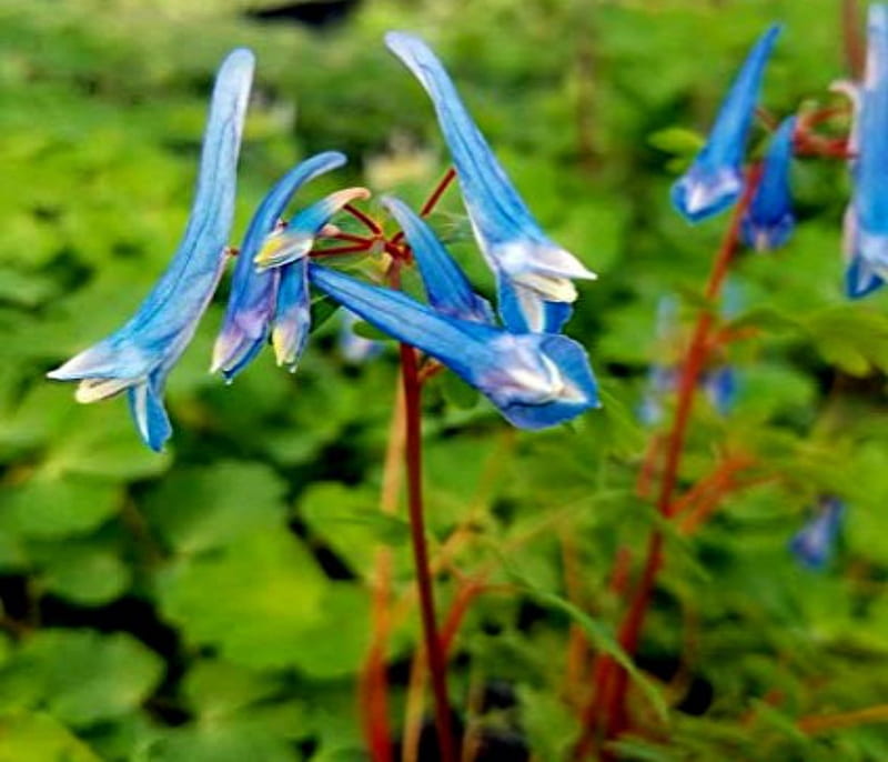 Rare Blue Corydalis, Flowers, Rare, Corydalis, Blue, HD wallpaper