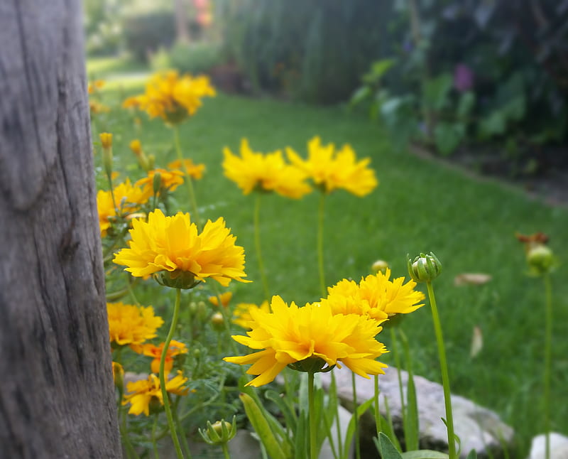 Yellow Flovers, flowers, green, HD wallpaper