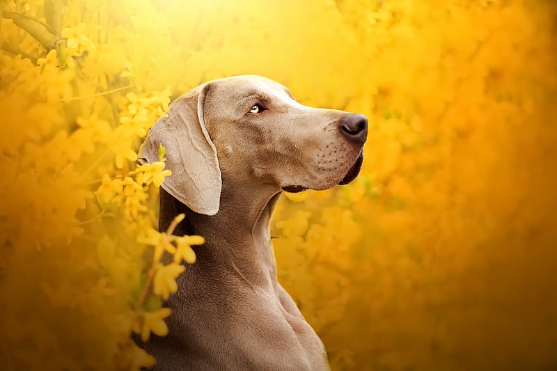 Dogs, Weimaraner, Dog, Pet, HD wallpaper