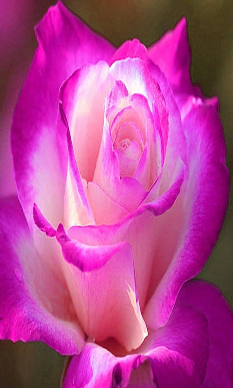 Pink rose, flower, love, natural, nature, new, nice, petals, romance ...