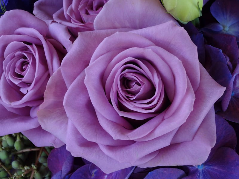 Last roses, flowers, roses, purple, rose, HD wallpaper | Peakpx