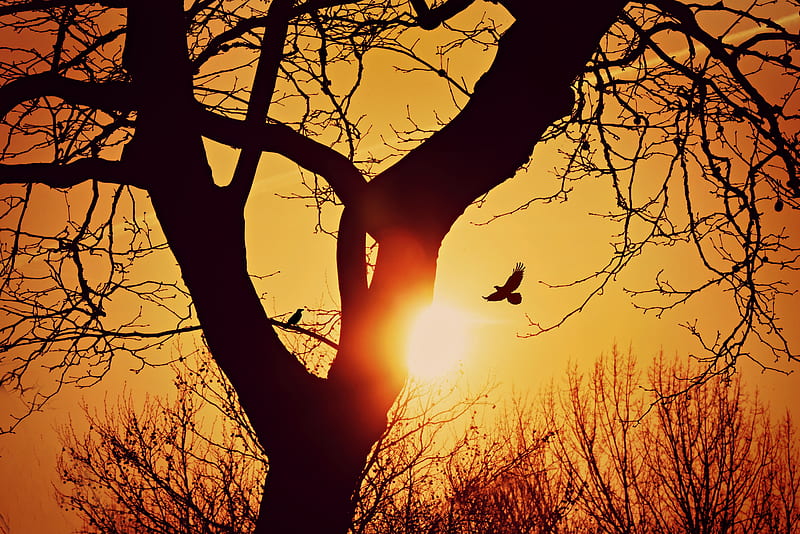bird, silhouette, sunset, flight, branches, tree, HD wallpaper