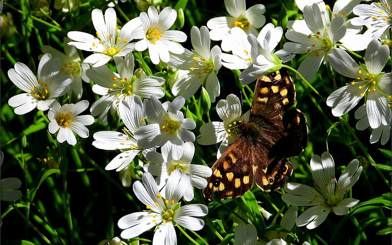 Speckled Wood Butterfly, flowers, speckled, white, butterfly, macro, HD wallpaper