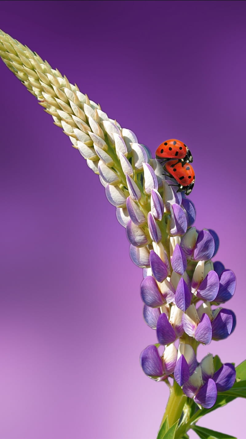 Ladybird Lavender La, ladybird lavender, ladybug, HD phone wallpaper