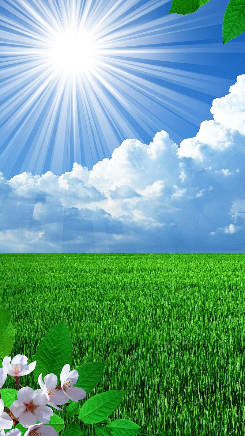 Nature , sky, spring, new, blossom, green, blue, hot, HD phone wallpaper