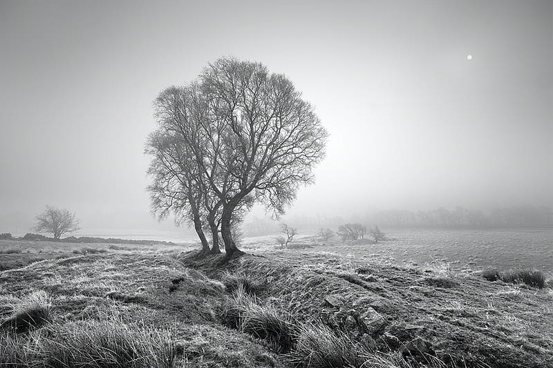 Three Sisters, tree, field, fog, winter, mist, HD wallpaper