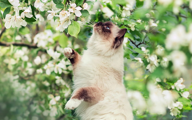 Himalayan Cat, spring, close-up, white flowers, cute animals, cats, Himalayan, HD wallpaper