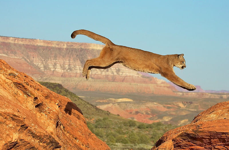 Cougar Canyon Leap, endangered, cougar, big cat, wild, mountain lion, cat, canyon, HD wallpaper