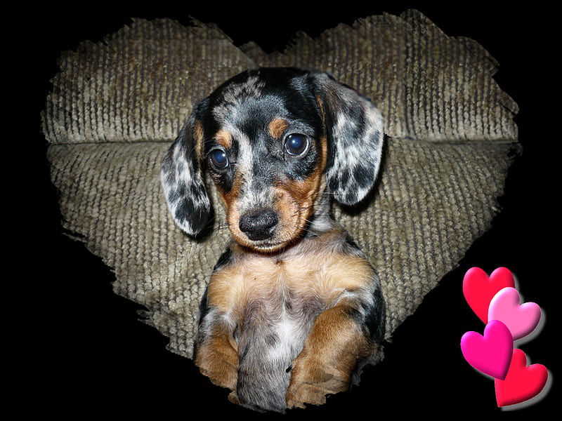 Begging Dachshund Pup F1 dappled, merle, miniature, dachshund, canine, weiner, graphy, puppy, dog, HD wallpaper