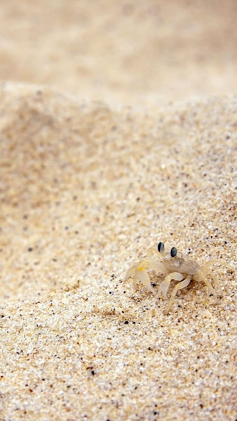Beach Sand Crab #iPhone #plus #. iPhone 6 , iPhone , Android, Hermit Crab, HD phone wallpaper