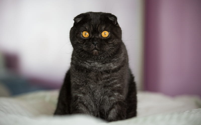 black cat, Scottish Fold cat, pets, short-haired breeds of cats, cute animals, cats, HD wallpaper