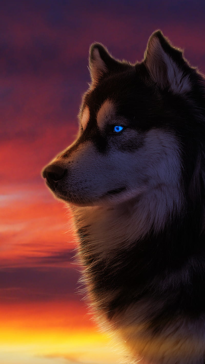 Charming Wolf, animal, manipulation, sunrise, sunset, wolf, wolf portrait,  HD phone wallpaper | Peakpx