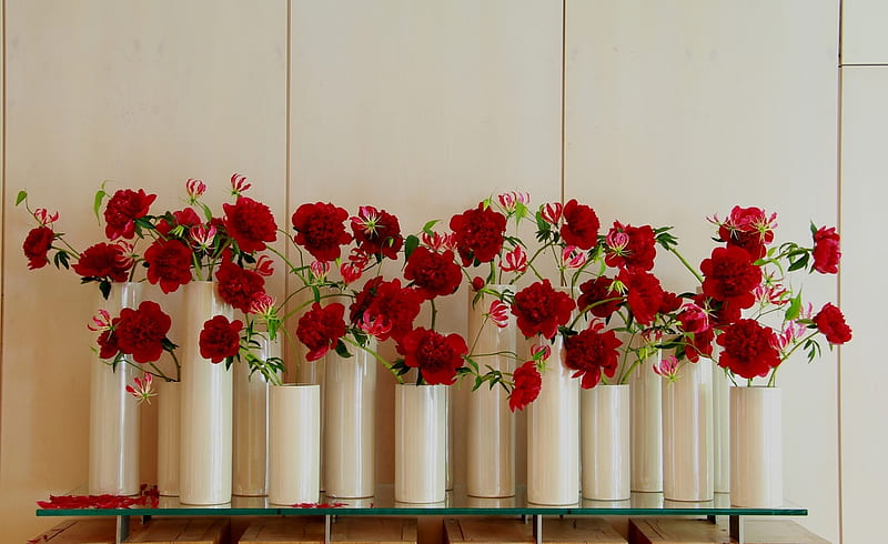 carnations, red, still life, caranations, vases, HD wallpaper