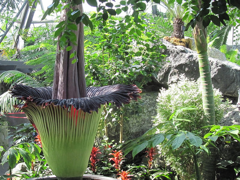 Corpse plant at the pyramids, red, rocks, bromeliads, trees, graphy, green, purple, garden, nature, Flowers, HD wallpaper