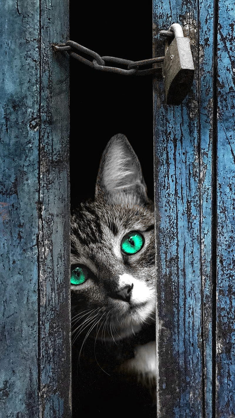 Its locked, blue door, cat, cute, door, little, lock, locked, wood, wooden  door, HD phone wallpaper | Peakpx