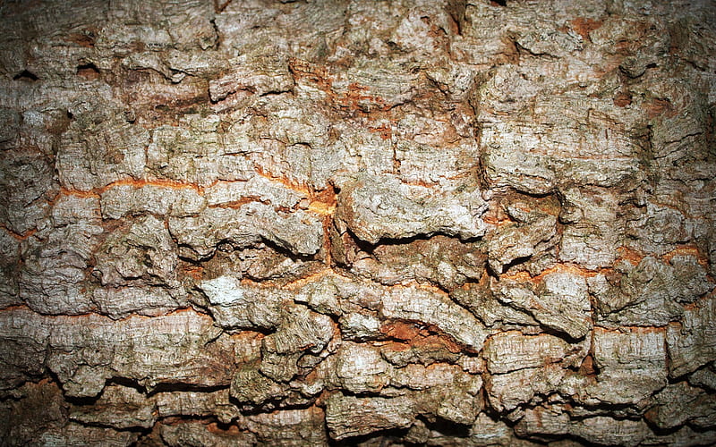 brown tree bark, close-up, wooden background, tree bark, wooden bark, brown tree, wooden backgrounds, wooden textures, HD wallpaper