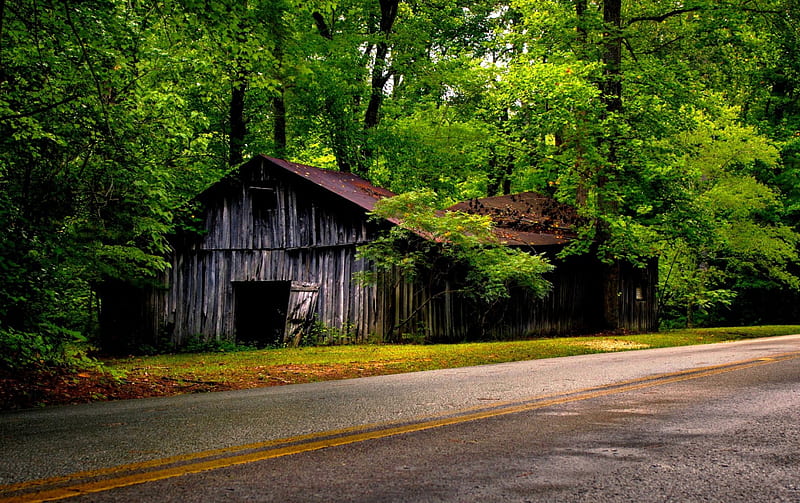 ABANDONED HOUSE, forest, house, green, nature, road side, abandoned, HD wallpaper