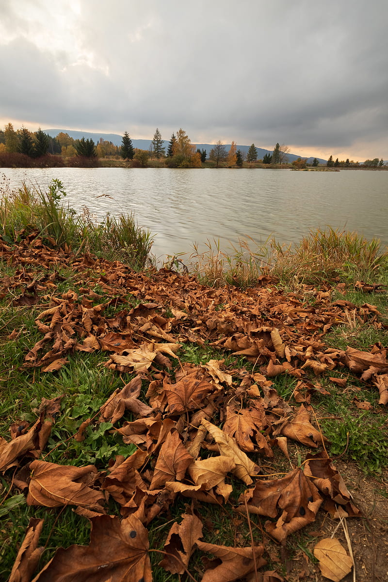 lake, trees, autumn, leaves, HD phone wallpaper