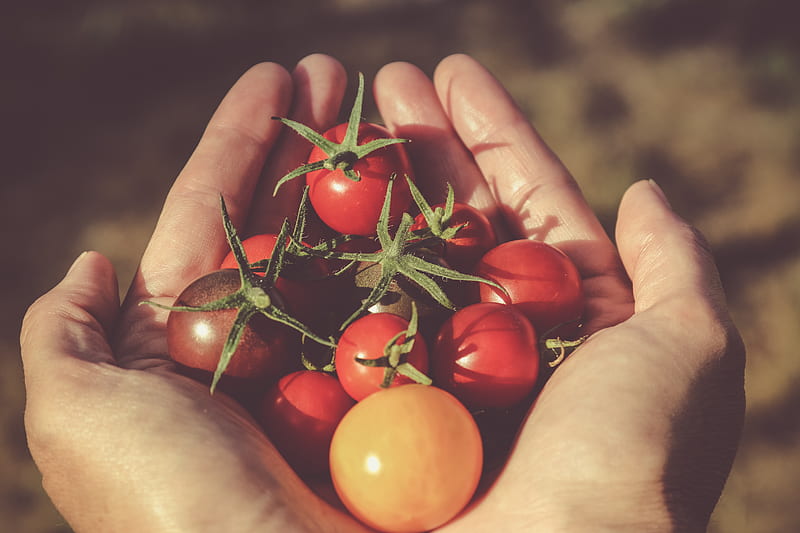 person holding red and orange tomatoes, HD wallpaper