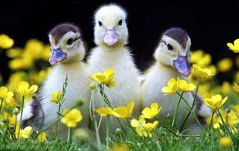 Ducklings, cute, young, ducks, flowers, blossoms, spring, HD wallpaper