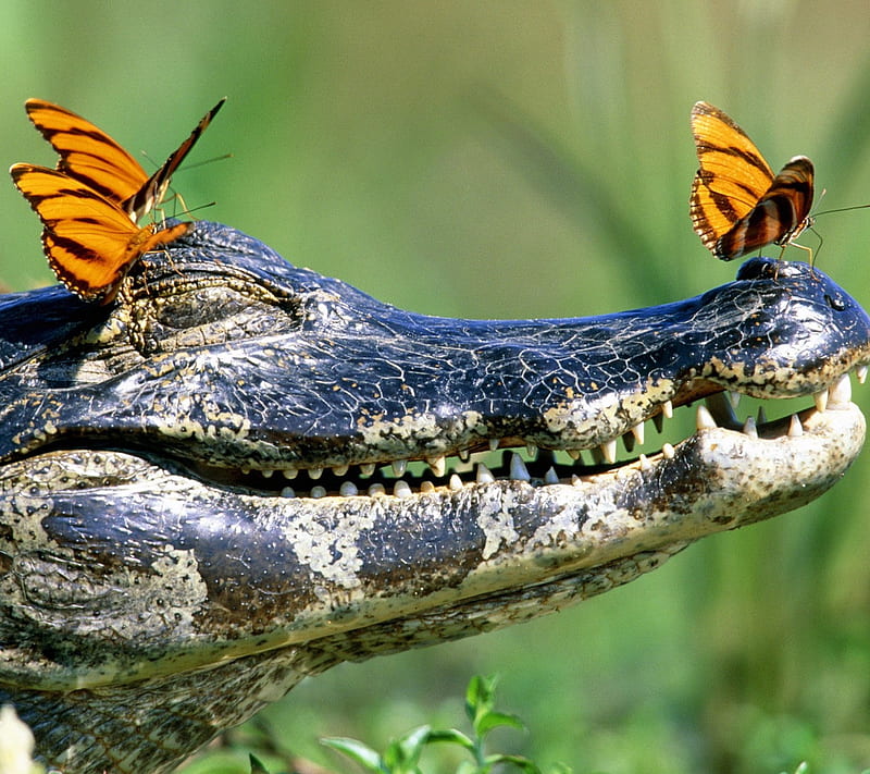 Crocodile, butterflies, nature, snout, teeth, HD wallpaper