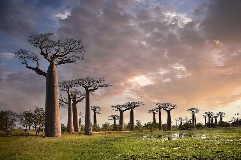 baobabs, trees, trunks, nature, HD wallpaper