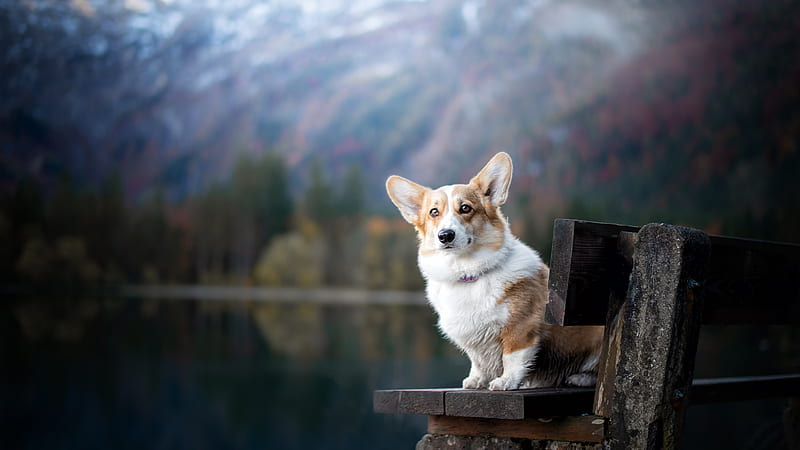 Corgi Pet Dog Is Sitting On Wooden Bench Animals, HD wallpaper