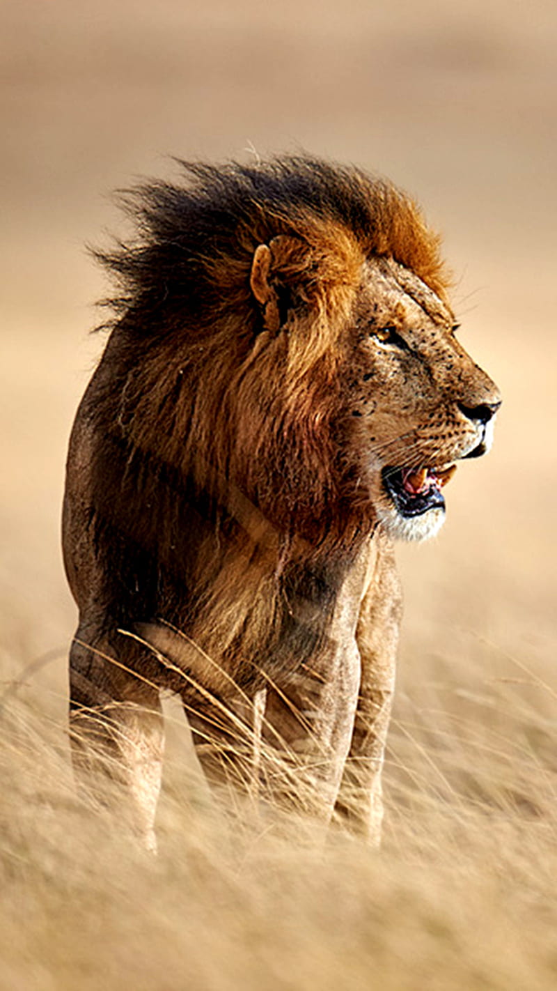Wild Lion , wild lion, jungle, forest, animal, HD phone wallpaper