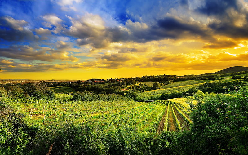 Austria, vineyards, farm, hills, summer, sunset, HD wallpaper
