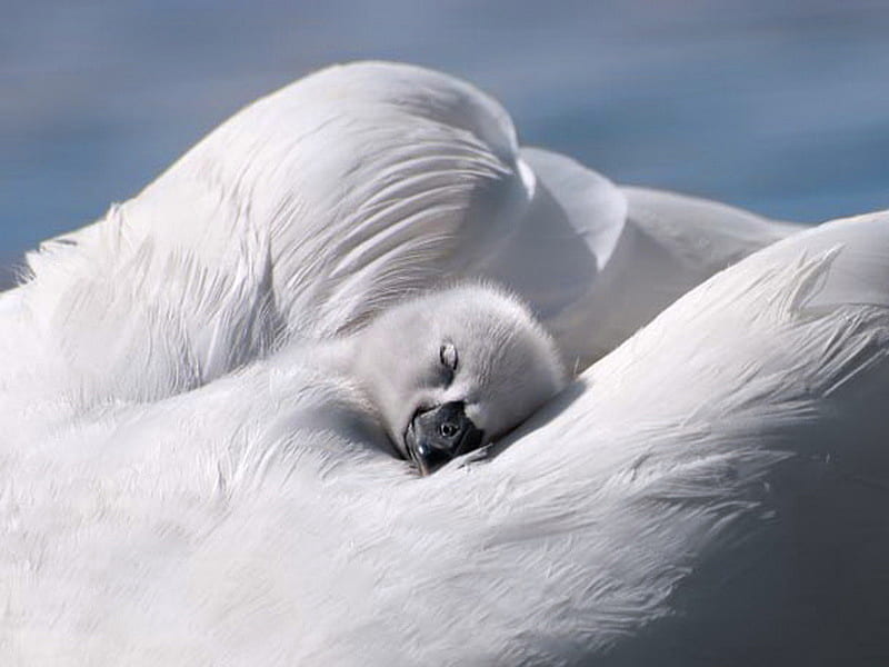 Sleep little one, water, sleep, soft, white, mother, swan, baby, feathers, HD wallpaper