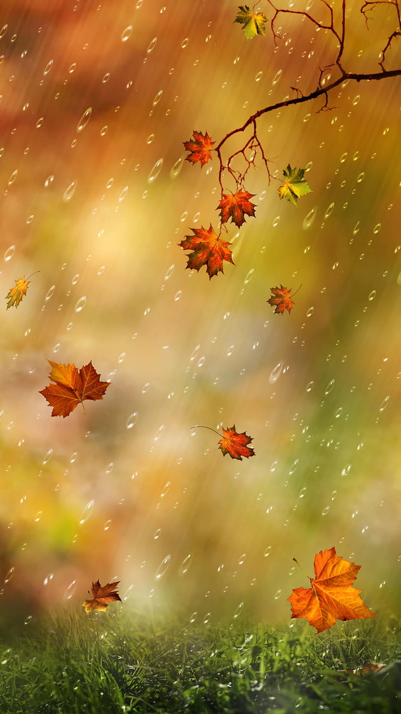 Rain, fall, fall nature, autumn, scenes, nature, maple, leaves, HD phone  wallpaper | Peakpx
