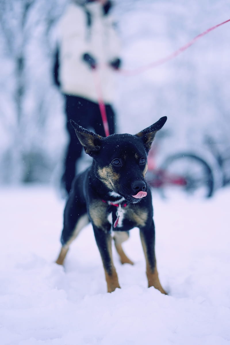 black and tan short coat medium sized dog on snow covered ground during daytime, HD phone wallpaper