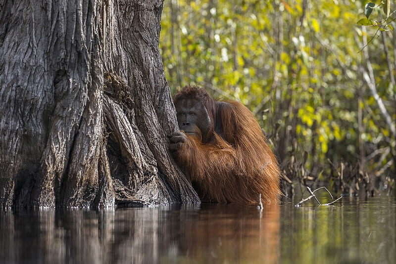 Face to face in a river in Borneo, Tanjung PutingNational Park, Primate, Orangutan, Crocodiles, Indonesia, Animal, Crossing a river, HD wallpaper