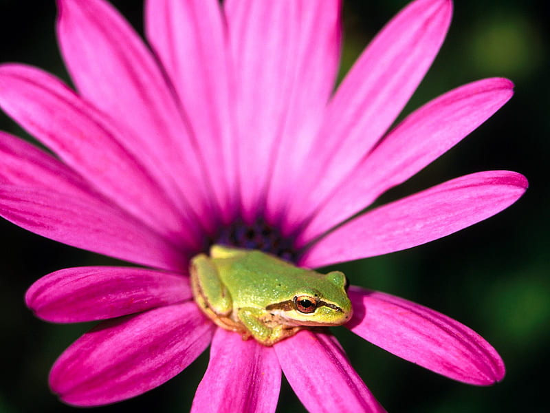frog, frog prince, green, flower, pink, HD wallpaper