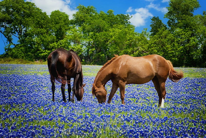 Horses grazing in Texas bluebonnets pasture, Texas, bonito, spring, trees, horses, serenity, bluebonnets, summer, grazing, pasture, field, meadow, HD wallpaper