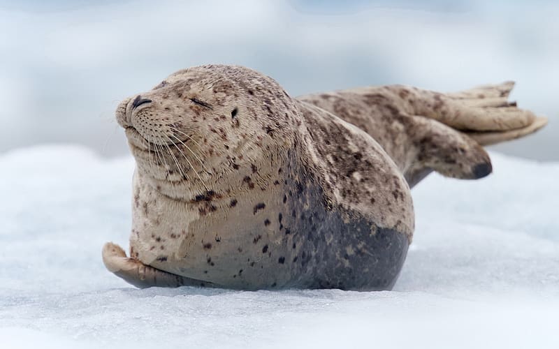 Seals, Animal, Seal, HD wallpaper | Peakpx