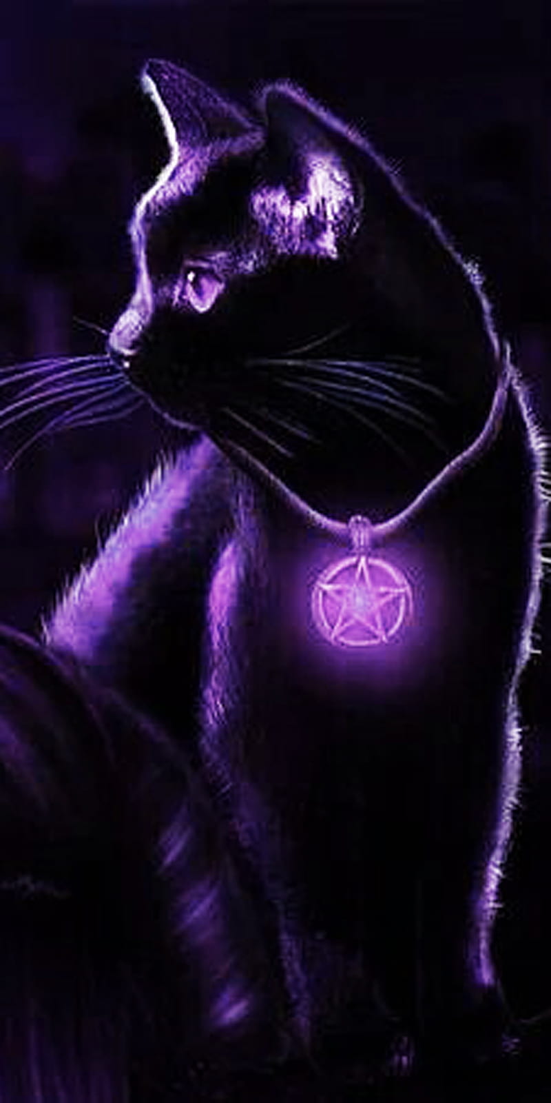 Download Black And Purple Aesthetic Cool Cat Wallpaper, 53% OFF