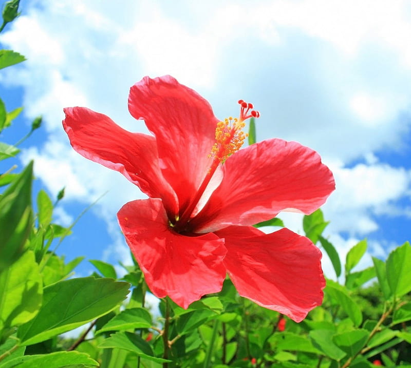 Okinawa Hibiscus, flower, hibiscus, japan, okinawa, summer, HD wallpaper